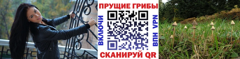 Галлюциногенные грибы прущие грибы Сосновый Бор